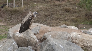 321-0810 Safari Park - Vulture